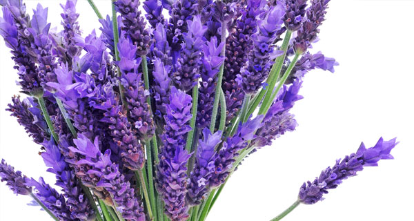 Refreshing Lavender